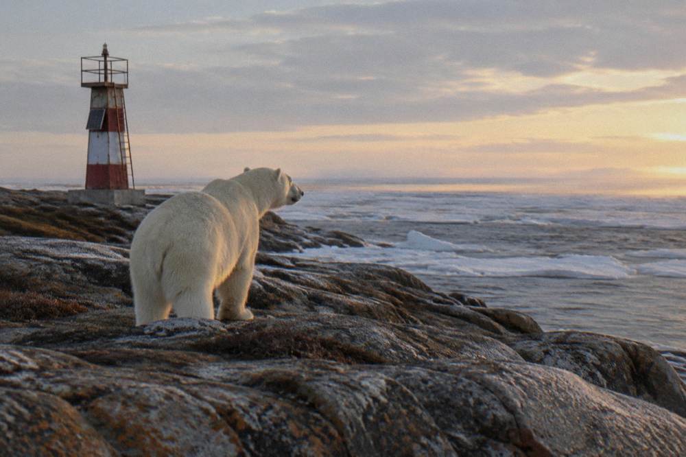 A polar bear standing on coastal rocks looking out over ice-fringed water at the edge of Hudson Bay
