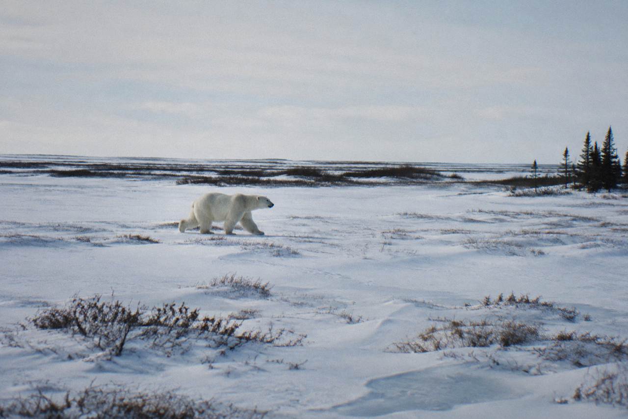 A polar bear walking across flat snow-covered tundra near Hudson Bay under a pale sky