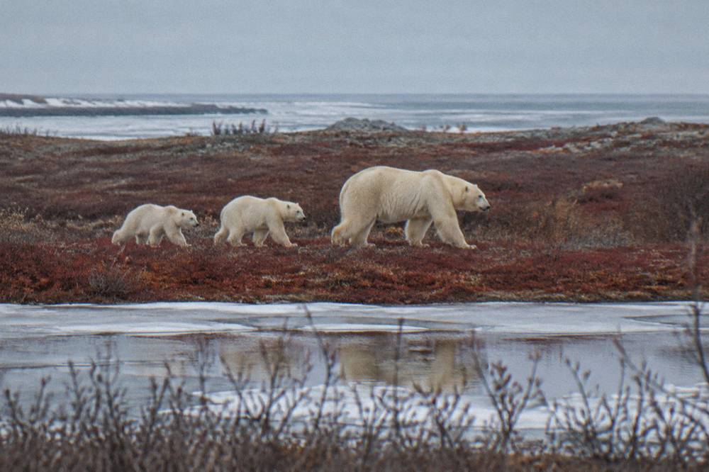 A polar bear mother with two cubs walking across the tundra near Churchill