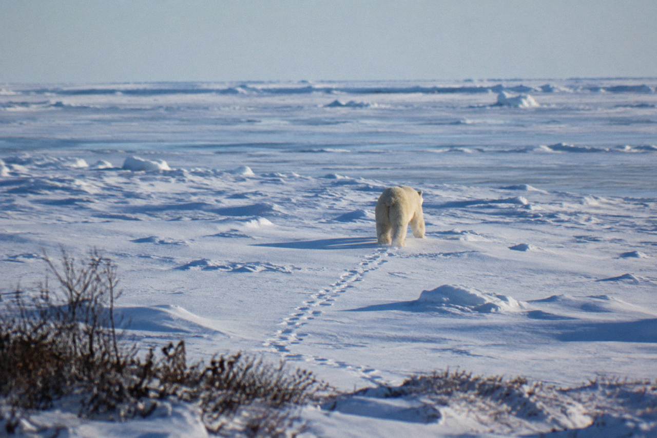 A polar bear walking across snowy tundra near the Hudson Bay coast at Churchill