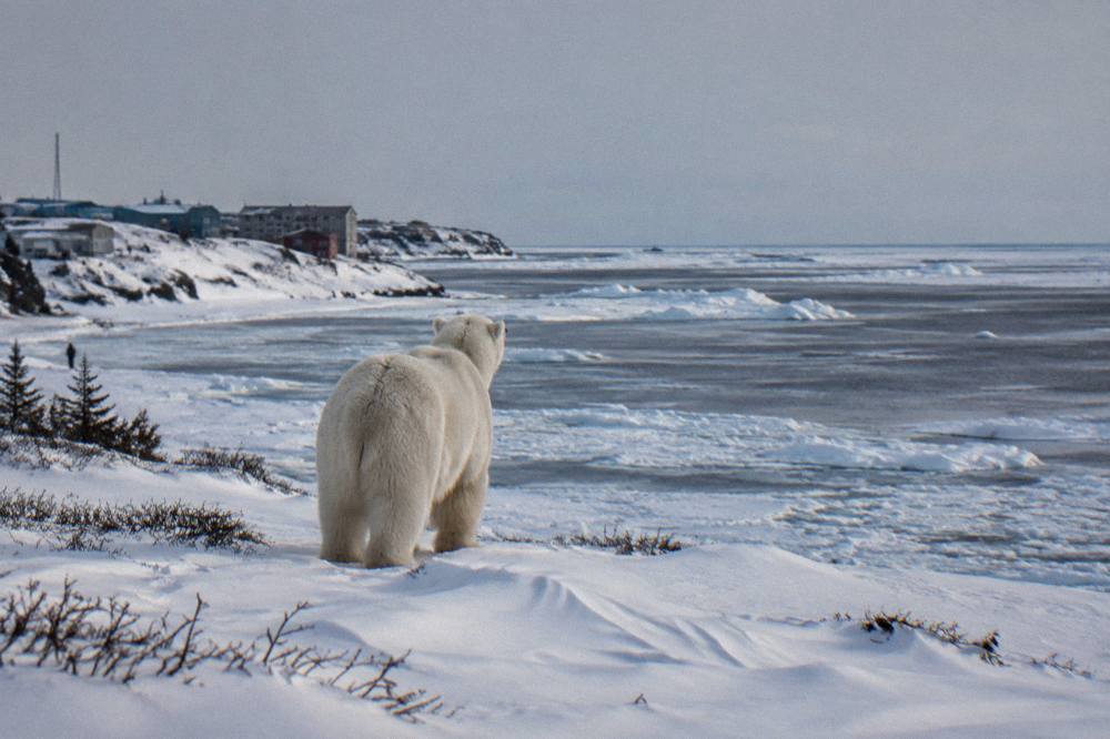 A polar bear standing on snow near the Churchill coastline