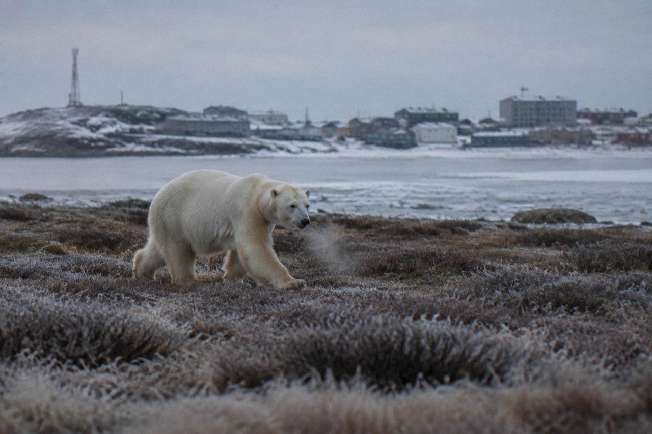 A polar bear walking across flat coastal tundra near Hudson Bay