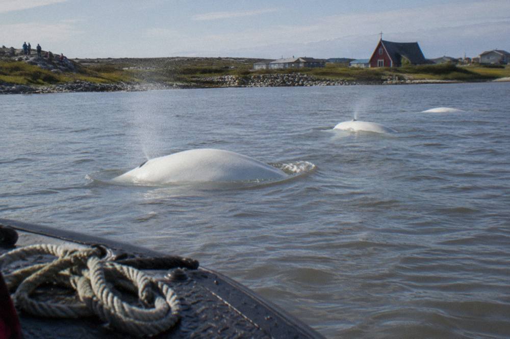 Beluga whales surfacing in the calm grey water of the Churchill River estuary in summer.