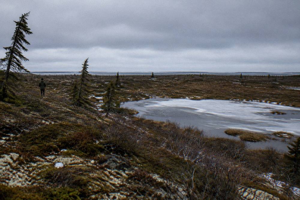Wide flat muskeg and scattered stunted trees stretching to the horizon under low cloud.