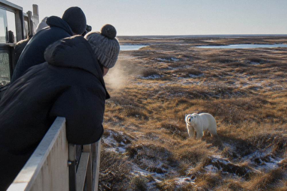 Travelers in winter parkas watching from a raised vehicle deck as a polar bear stands on tundra below
