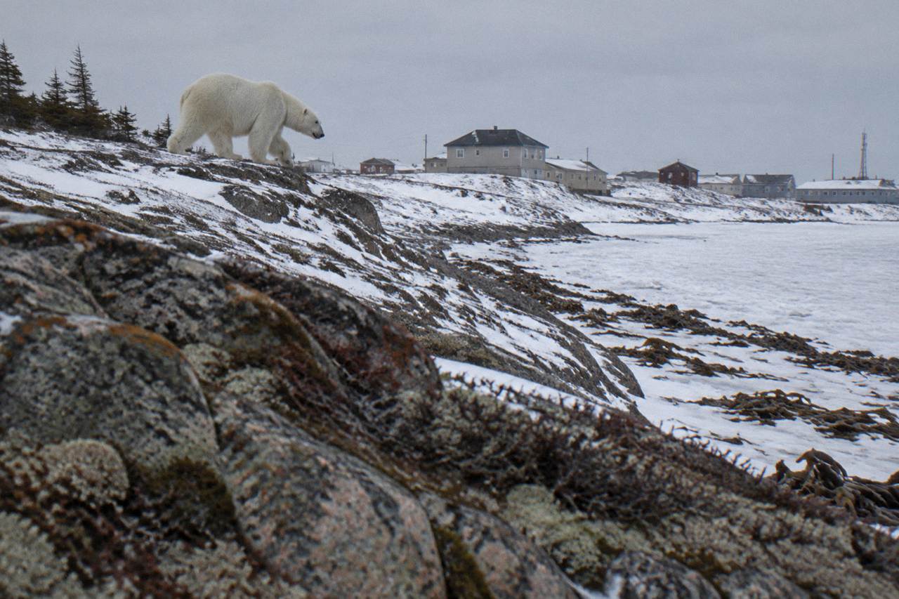A polar bear walking across snow-dusted tundra near the Churchill coast