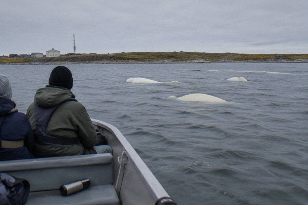 A small tour boat drifting among pale beluga whales in a wide subarctic river estuary under a soft sky