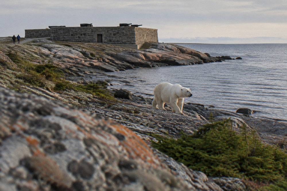 A polar bear walking along a rocky Hudson Bay shoreline in summer, with grey water and low tundra behind it
