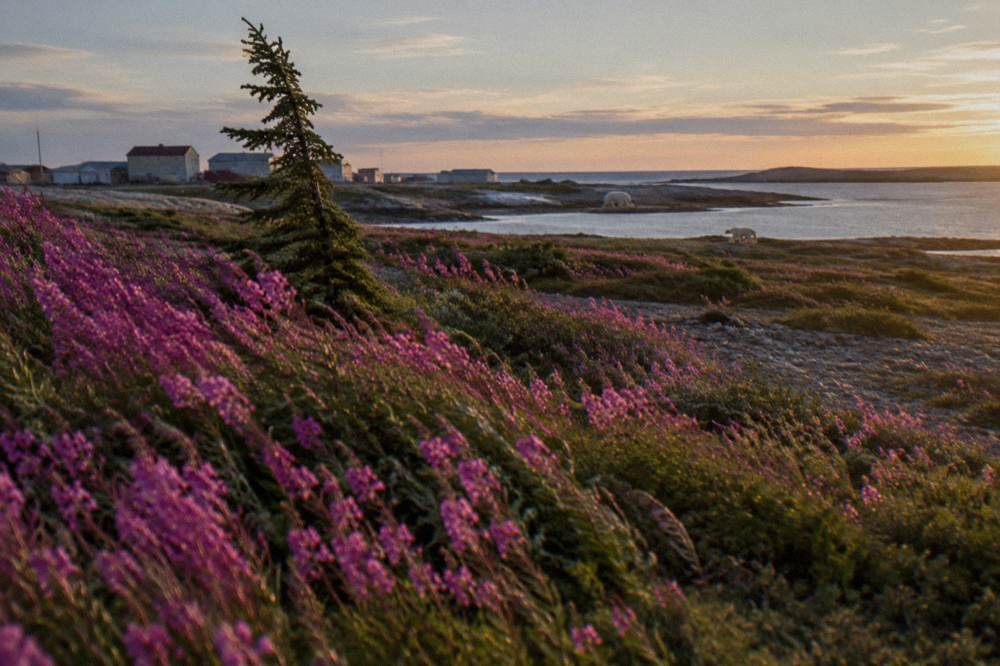 A wide field of magenta fireweed blooming across low subarctic tundra near the coast