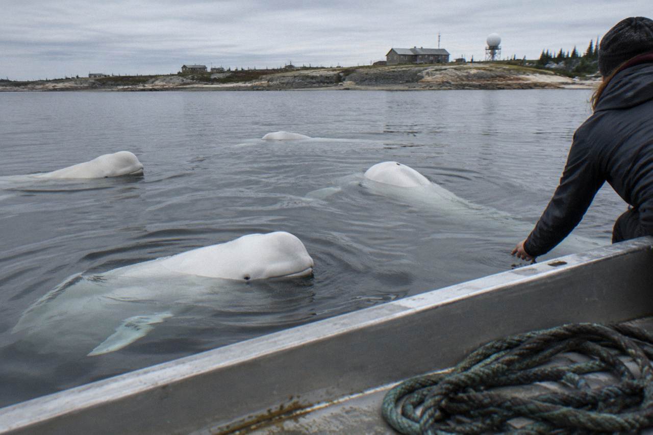 White beluga whales surfacing together in the calm grey water of a northern river estuary