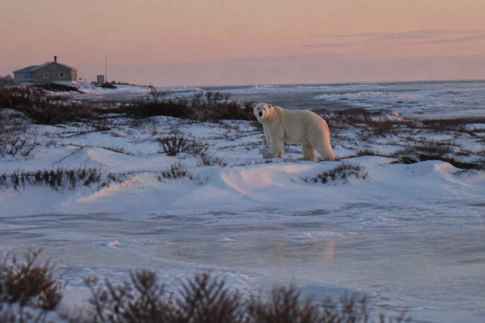 Polar bear standing on snow-covered tundra near the shore of Hudson Bay at dusk