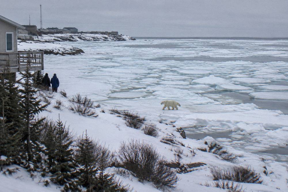 A polar bear walking on fresh sea ice at the edge of Hudson Bay under a grey late autumn sky
