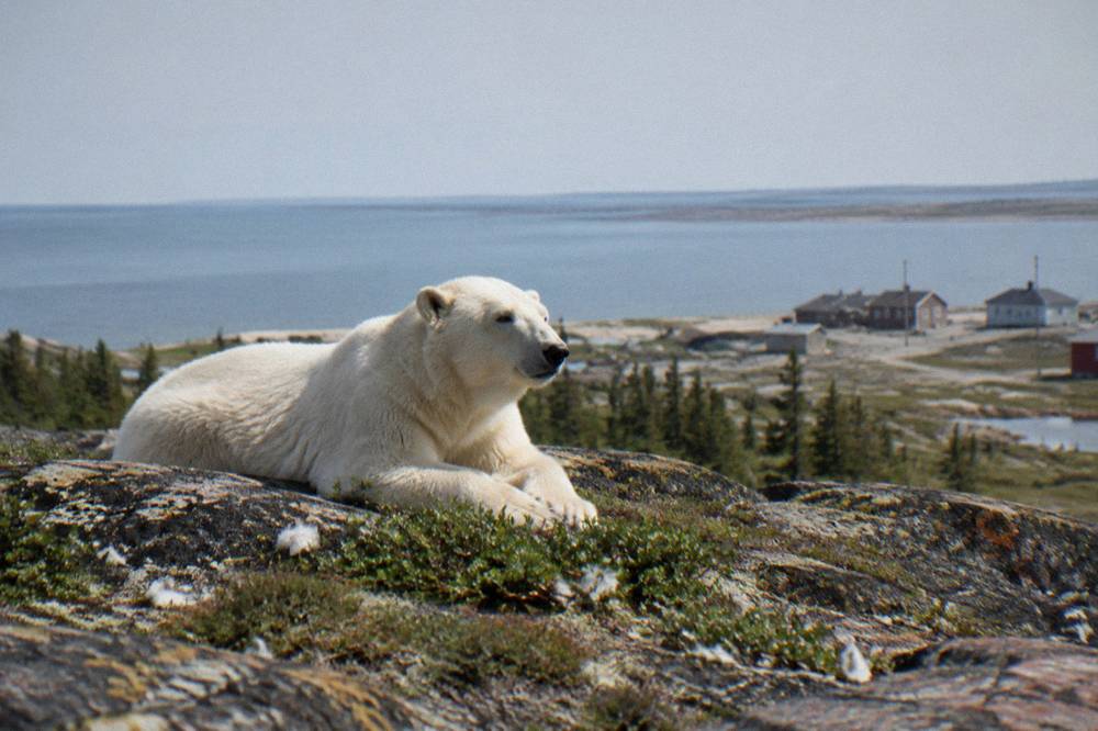 A single polar bear resting on rocky coastal ground near Hudson Bay on a mild summer day
