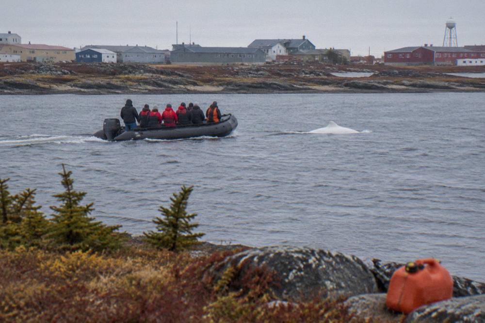 A zodiac boat crossing the Churchill River estuary past a beluga whale surfacing nearby