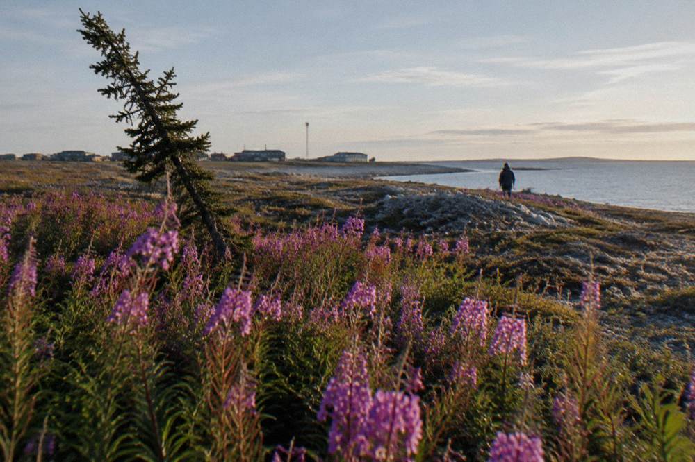 Purple fireweed blooming across the tundra outside Churchill under a wide summer sky