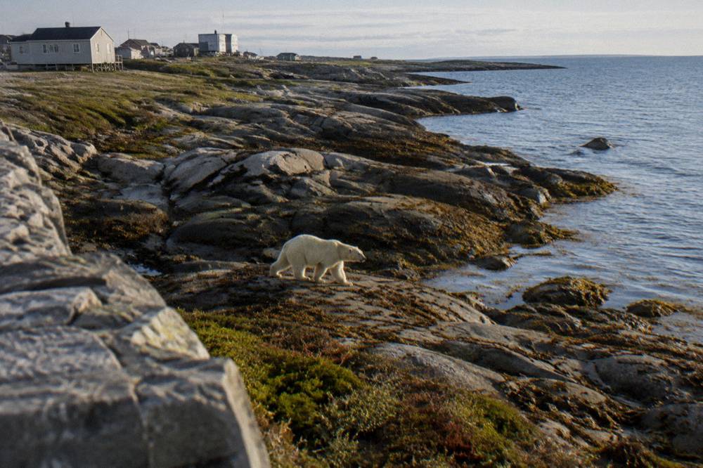 A polar bear walking across coastal rocks near Hudson Bay in late summer light