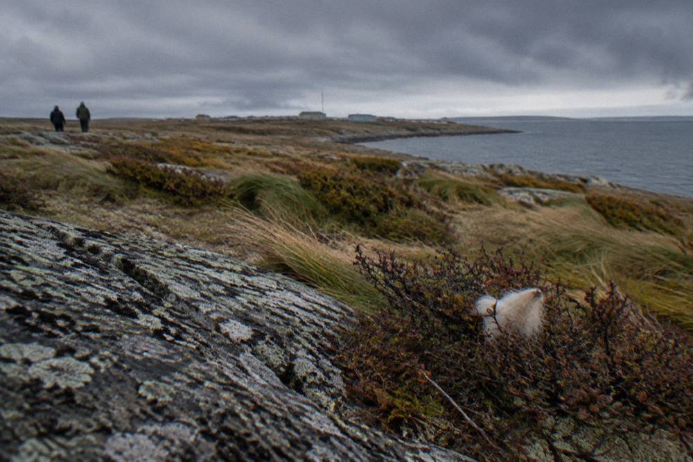 Wide view of subarctic tundra outside Churchill with low clouds and wind-bent grass