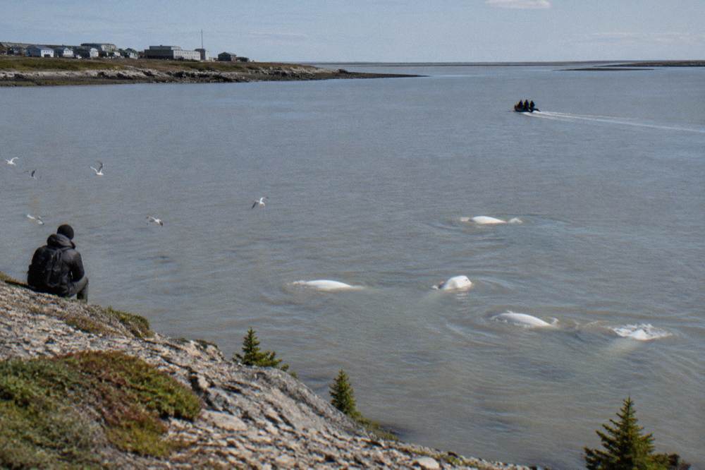 Beluga whales surfacing in the Churchill River estuary under a bright summer sky