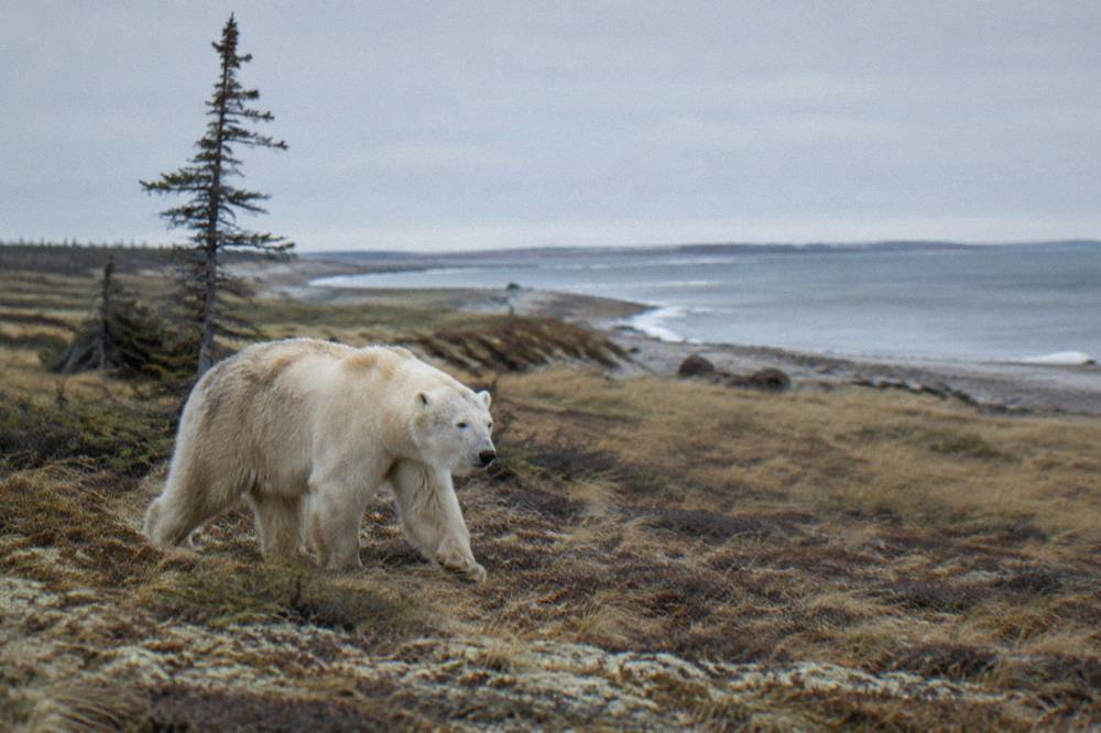 A polar bear walking across pale tundra grass toward a distant shoreline under an overcast sky