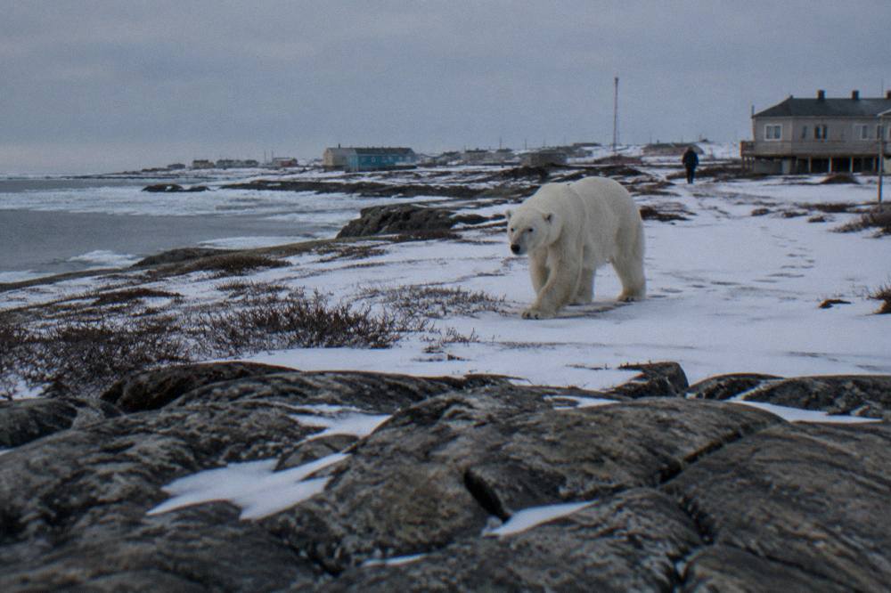 A polar bear walking across open tundra near the Churchill coastline