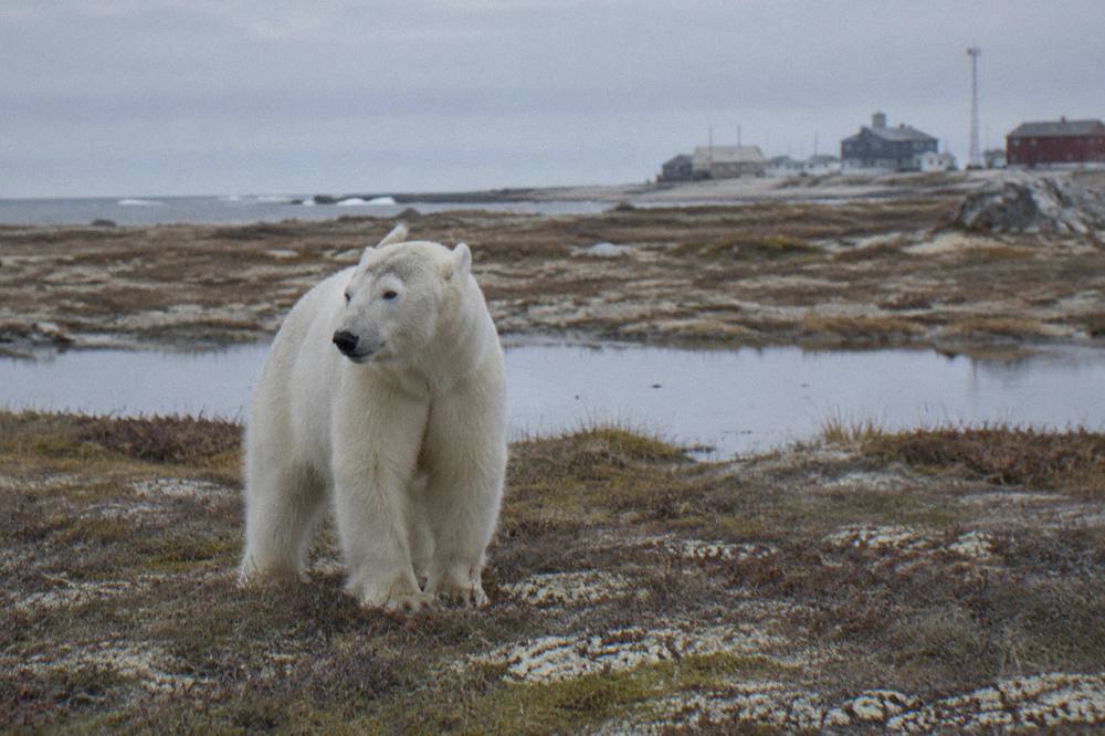 A large white polar bear standing on flat coastal tundra near Hudson Bay