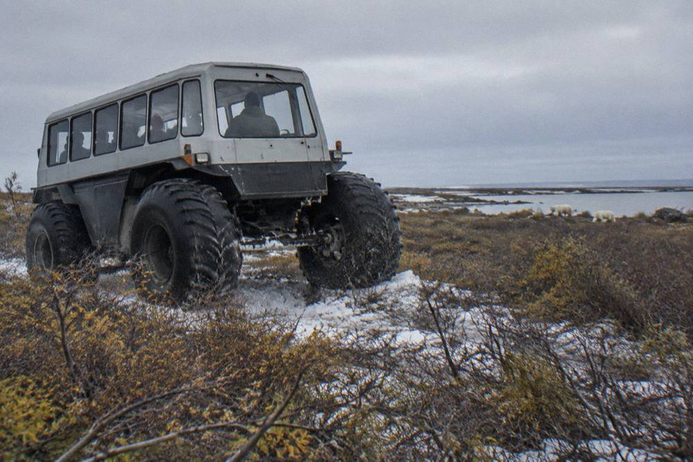 A raised tundra vehicle with oversized tires crossing low subarctic scrubland under a grey sky