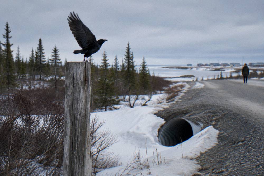 A wooden sign with polar bear warning information standing beside a gravel road in a northern town