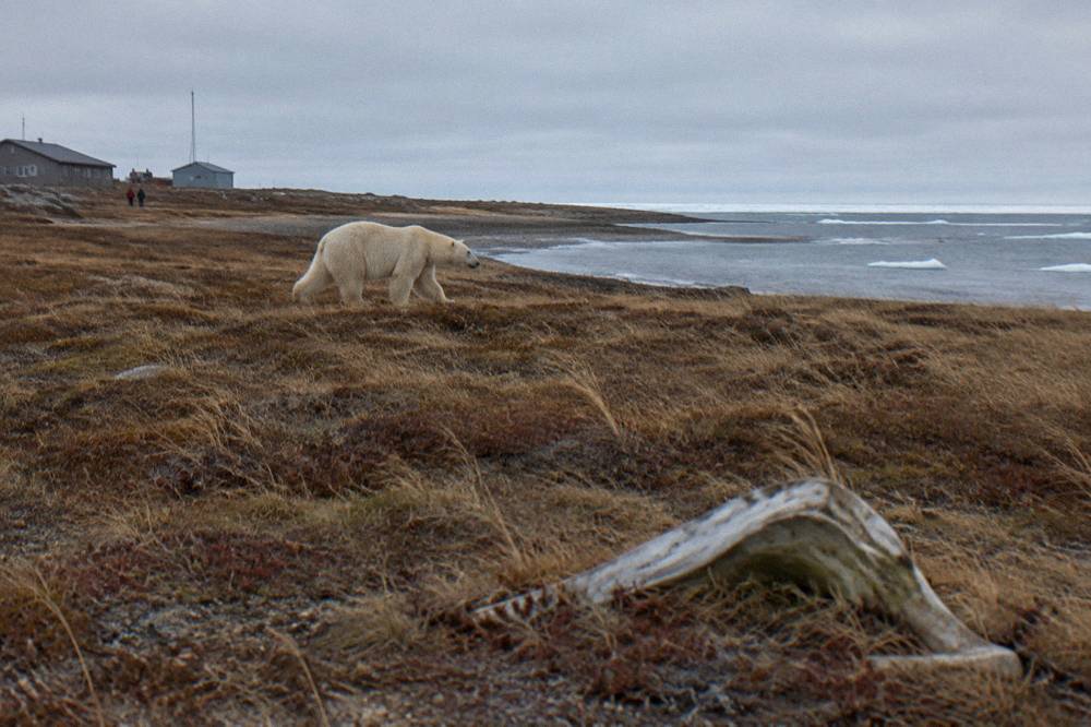 A polar bear walking across brown autumn tundra toward the shoreline