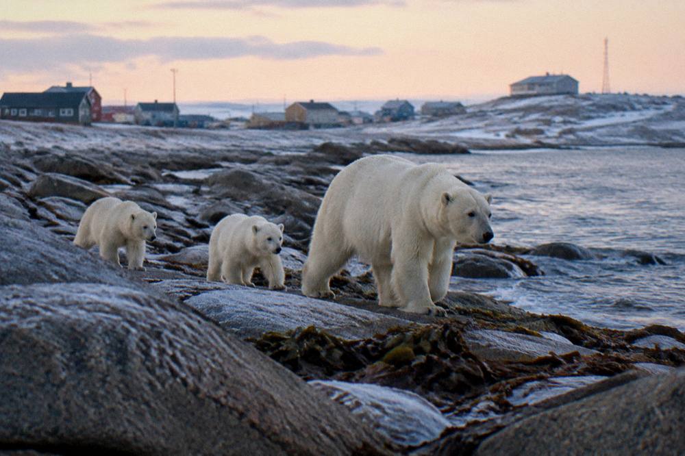 A mother polar bear with two cubs walking along a rocky shoreline