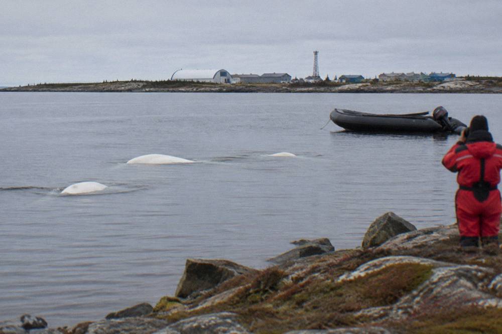 Beluga whales surfacing in a calm grey river estuary under an overcast sky