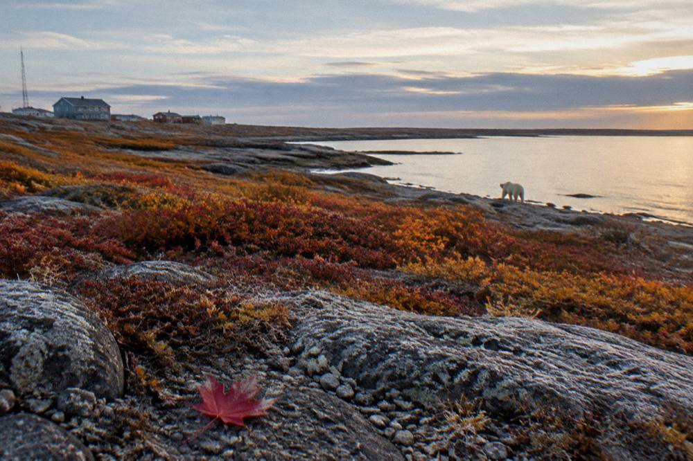 Autumn tundra in gold and red beside a calm bay with a distant low horizon