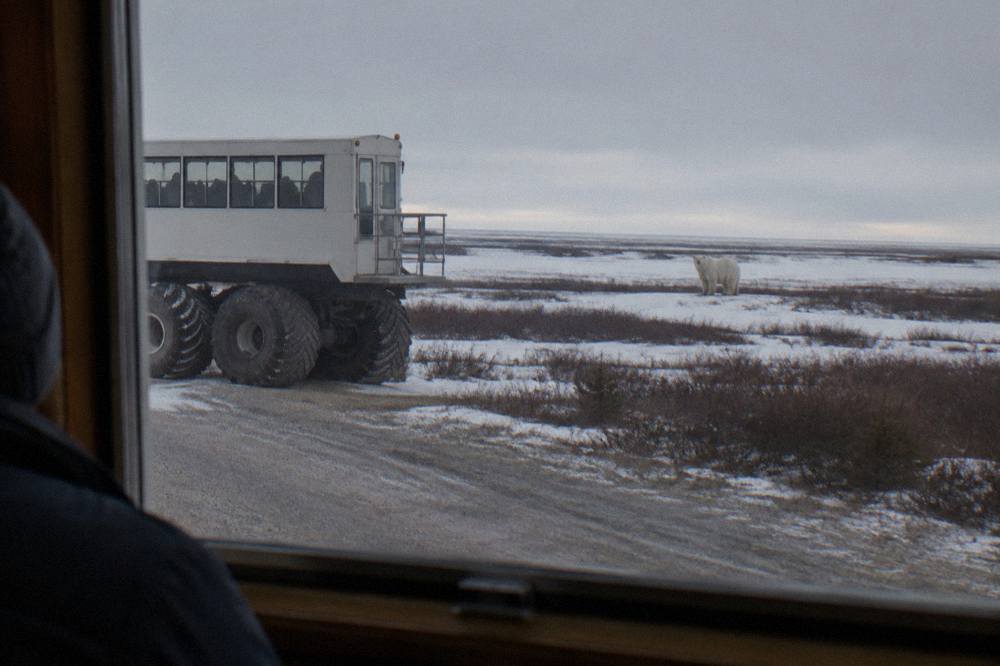 A raised tundra vehicle with oversized tires parked on a gravel trail while a polar bear stands at a distance on snow