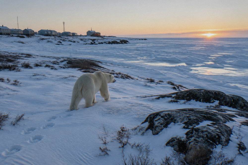 A polar bear walking across snow near the edge of frozen Hudson Bay water
