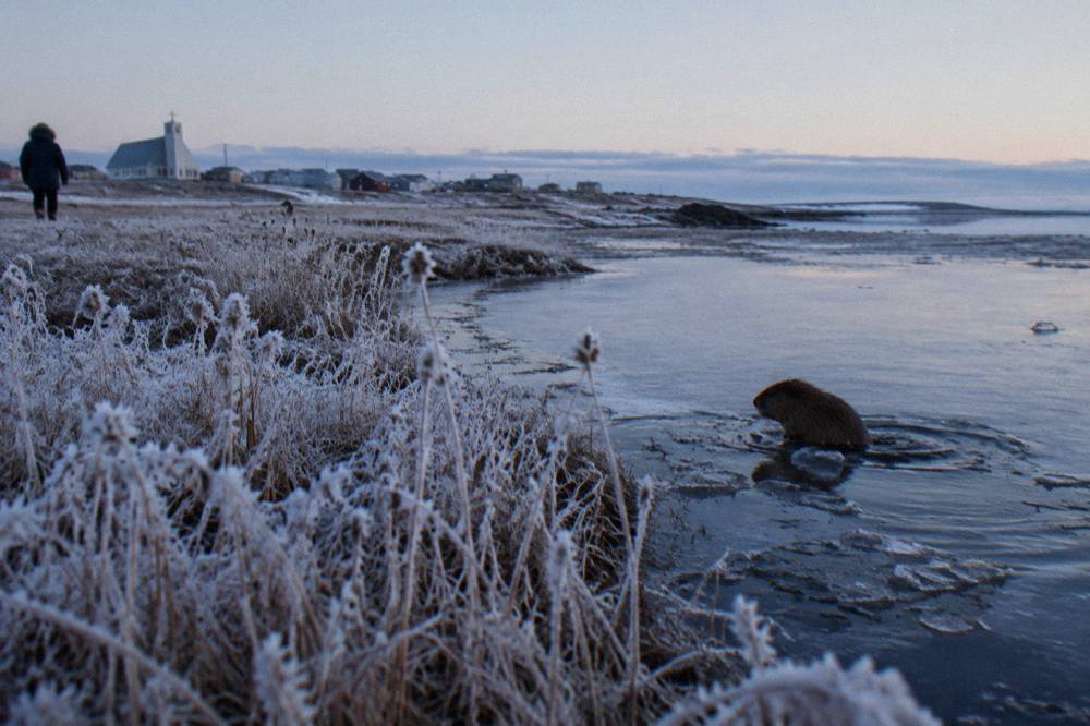 A frost-covered stretch of tundra grass and shallow water under a low pale sky